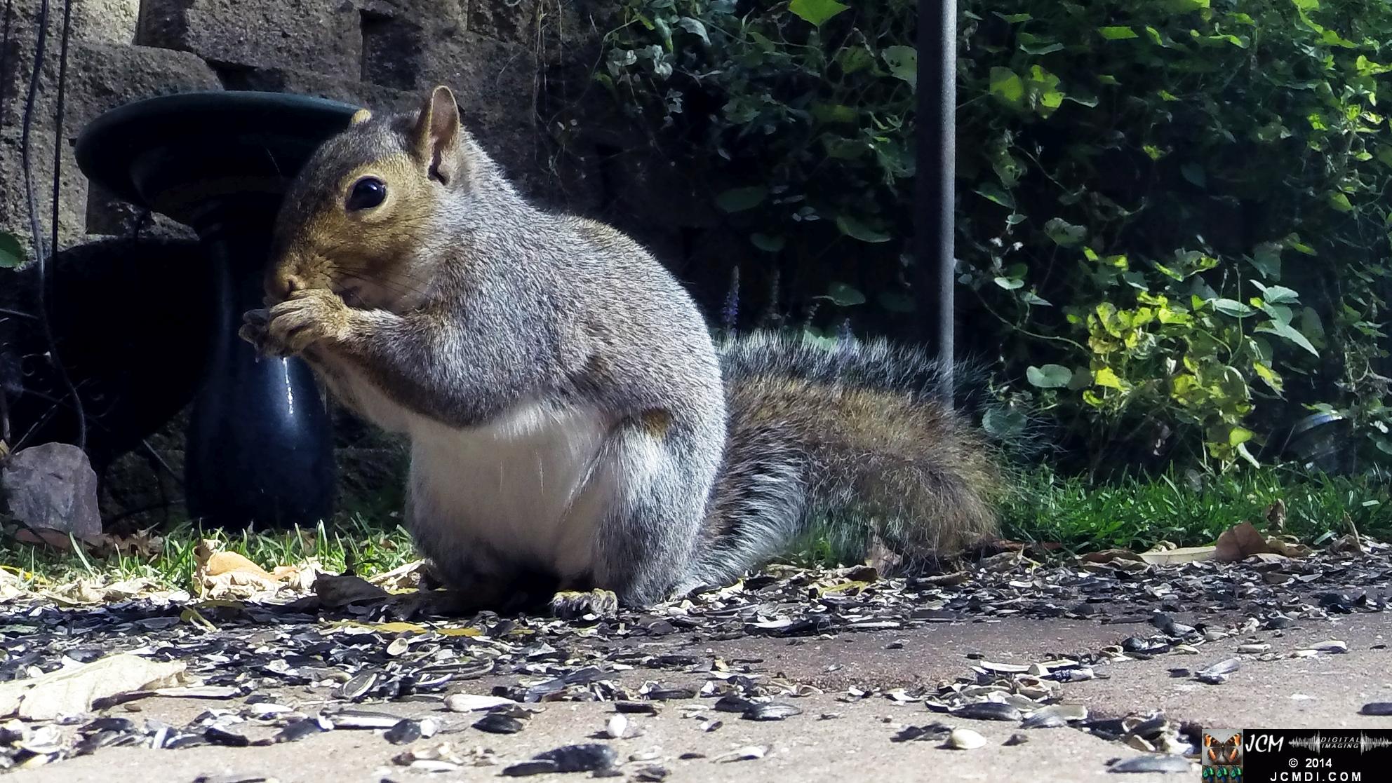 Gray Squirrel close-up at ground levvel - Hero3